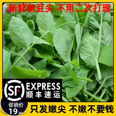 顺丰包邮现摘四川新鲜豌豆尖豌豆苗时令蔬菜应季蔬菜煮汤火锅食材