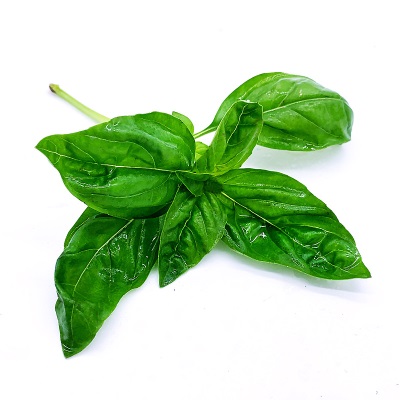 新鲜罗勒叶100g 西餐食用披萨草意大利面调料香料青酱蔬菜