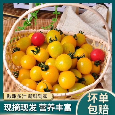 黄色圣女果夏日阳光新鲜番茄自然熟多汁千禧孕妇水果小西红柿包邮