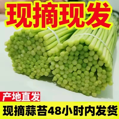 种现摘蒜苔蔬菜当季蒜毫蒜苗农家应季5蒜心蒜薹斤20251斤新鲜自