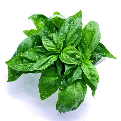 新鲜罗勒叶100g 西餐食用披萨草意大利面调料香料青酱蔬菜