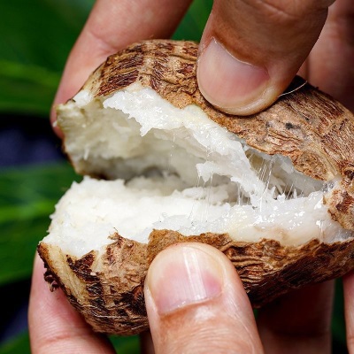 正宗云南牛奶小芋头9斤整箱新鲜小香芋芋艿蘸糖10批发包邮5毛芋头