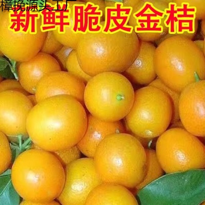 广西桂林脆皮金桔新鲜水果产地摘发小果当季5斤大果