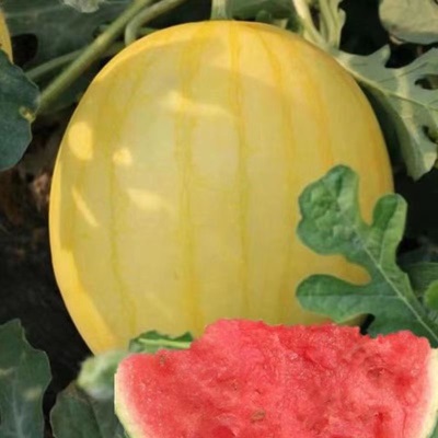 金皇后礼品西瓜种子黄皮早熟西瓜种籽改良版春夏季瓜果蔬菜种籽孑