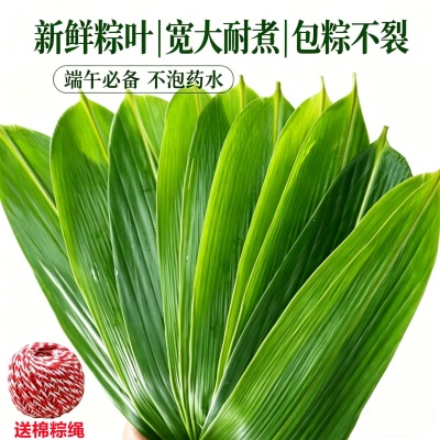 粽叶新鲜粽子叶大号正宗箬粽叶包粽子专用送粽绳干特大号商用批发