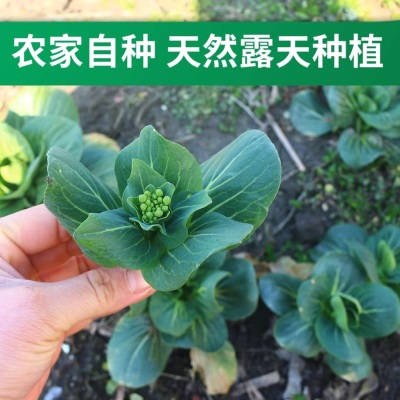 苏北菜苔新鲜农家自种摘发菜头青菜苔苏州青江苏当季海菜心批发