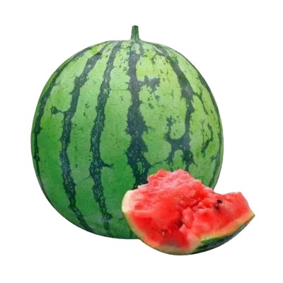 早佳8424西瓜种子早熟南方新品种大甜西瓜子种子盆栽