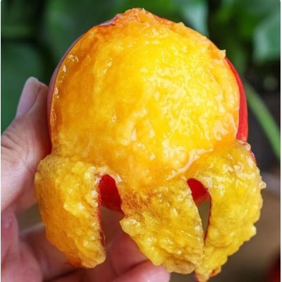 山东油桃新鲜现摘孕妇水果黄心脆甜多汁薄皮头茬桃子5斤脆甜黄桃