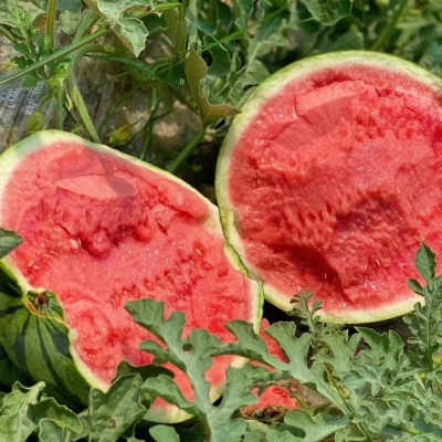 正宗云南麒麟西瓜当季新鲜水果头茬现摘美都无籽脆甜多汁整箱包邮