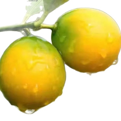 广西桂林脆皮金桔新鲜水果产地摘发小果当季5斤大果