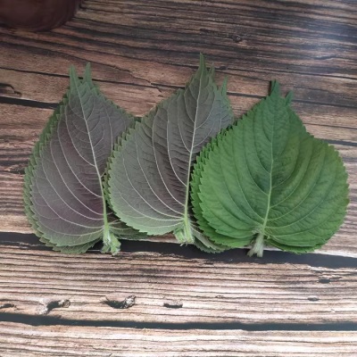 鲜苏子叶韩国烤肉叶日式料理叶新鲜紫苏叶食用蔬菜1斤包邮