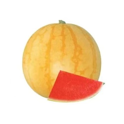 金皇后礼品西瓜种子黄皮早熟西瓜种籽改良版春夏季瓜果蔬菜种籽孑