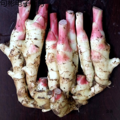 新鲜嫩姜生姜鲜姜仔姜子姜新鲜现挖姜芽糖醋姜泡姜蔬菜非小黄姜