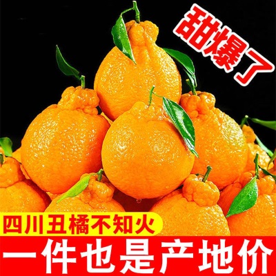 丑橘四川耙耙柑不知火新鲜水果桔子超甜粑粑柑非沃柑批发