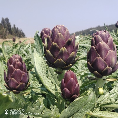 云南稀有大果紫色洋蓟朝鲜菊新鲜蔬菜
