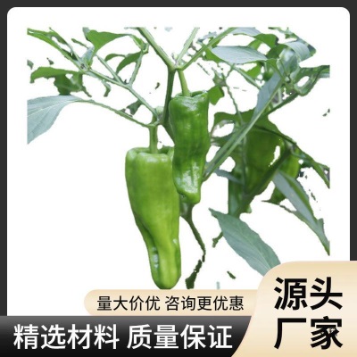 送礼农家自种新鲜薄皮青椒辣椒时令蔬菜现摘皱皮虎皮青椒微辣