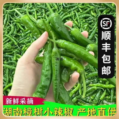 dr湖南樟树港新鲜小辣椒现摘5斤薄皮嫩青椒农家产当季蔬菜湘