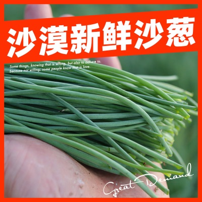 【顺丰快递】沙葱新鲜甘肃民勤特产现摘沙葱5斤新鲜蔬菜保温批发