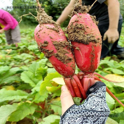 四川红皮萝卜泡菜萝卜非胭脂萝卜农家新鲜萝卜四川泡菜用有坏包赔