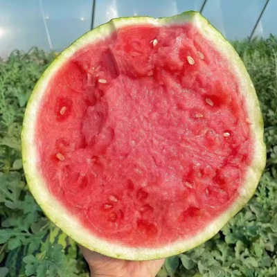 正宗云南麒麟西瓜当季新鲜水果头茬现摘美都无籽脆甜多汁整箱包邮