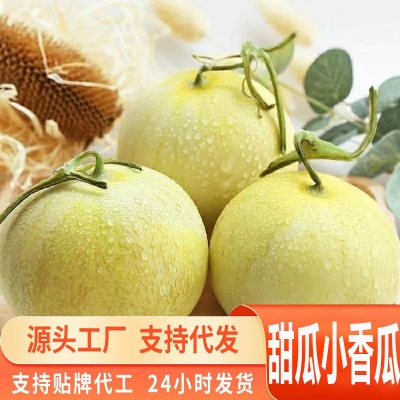源头一件代发云南当季新鲜水果脆甜多汁薄皮蜜瓜小蜜蜂甜瓜香瓜