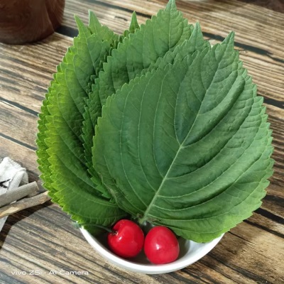 鲜苏子叶韩国烤肉叶日式料理叶新鲜紫苏叶食用蔬菜1斤包邮