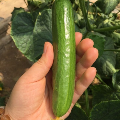 山东无刺水果小黄瓜 新鲜现摘果蔬生吃无刺5斤小青瓜荷兰水果黄瓜