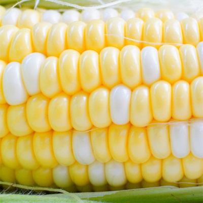 水果玉米黄甜水果玉米10斤蔬菜新鲜现摘甜玉米超甜即食玉米代