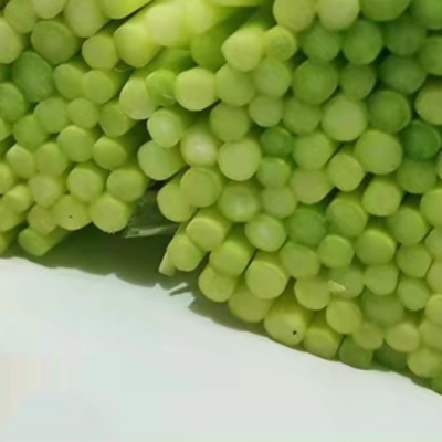 种现摘蒜苔蔬菜当季蒜毫蒜苗农家应季5蒜心蒜薹斤20251斤新鲜自