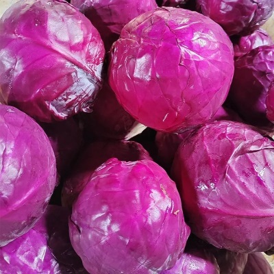 山东紫甘蓝新鲜蔬菜整件包邮产地直发蔬菜紫甘蓝一件代发