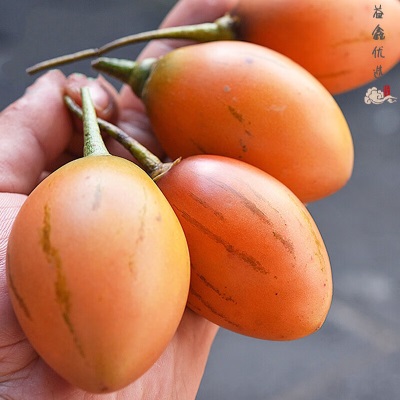 云南保山大树番茄洋酸茄罕见稀有水果当季新鲜水果顺丰包邮