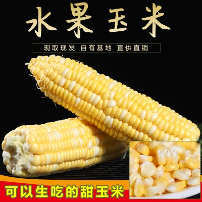 云南金银水果玉米新鲜生吃甜玉米棒子粒粘糯黏苞谷米一件代发