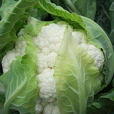 白花菜新鲜现摘花菜花椰当季农家蔬菜白菜花青帮疙瘩花5就整箱