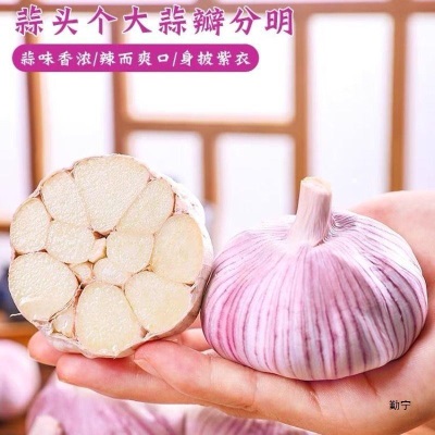 山东新鲜大蒜批发降价带头大蒜头金乡子大紫皮干蒜红皮