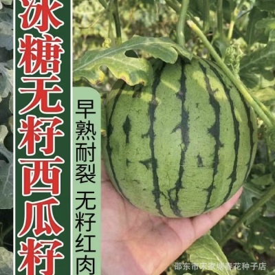无籽西瓜种子种籽四季冰糖无籽西瓜种薄皮甜小西瓜水果种孑