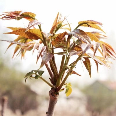 新鲜香椿头茬芽红油芽当季春芽菜露天菜蔬菜嫩芽野生厂家代发