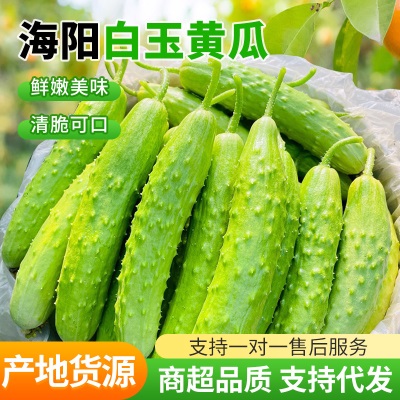 一件代发现摘水果小黄瓜3斤5斤整箱新鲜黄瓜甜脆生吃海阳白玉黄瓜
