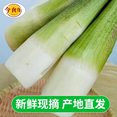 【现摘现发】云南新鲜高山茭白当季农家蔬菜茭瓜月子农家自种
