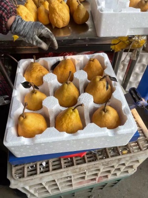 中华丑梨软糯香甜烟台太婆丑梨蜜梨吃的新鲜水果5斤包邮一件代发