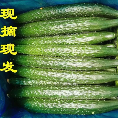 黄瓜现摘现发农家自种应季蔬菜新鲜美味生吃清脆爽口青瓜厂家批发