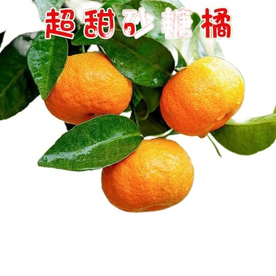 砂糖橘广西金秋薄皮当季新鲜孕妇水果整箱批发包邮独立站速卖通
