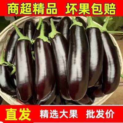 山东寿光大棚紫皮茄子新鲜烧烤茄子红烧茄子绿把紫色长茄新鲜紫茄