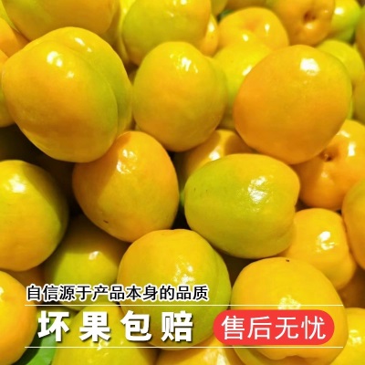 现摘敦煌李广杏新鲜水果孕妇杏子整箱当季时令敦煌甜油杏水分足甜