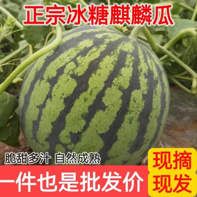 冰糖麒麟西瓜当季新鲜超甜现摘皮薄无籽有籽整箱水果