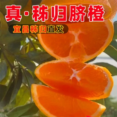 伦晚脐橙3/5/9斤装榨汁新鲜水果秭归脐橙橙子产地直供伦晚春