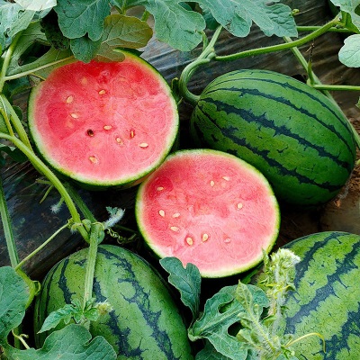 手撕小西瓜产地直发京东顺丰随机发冰淇淋麒麟甜西瓜现摘新鲜水果