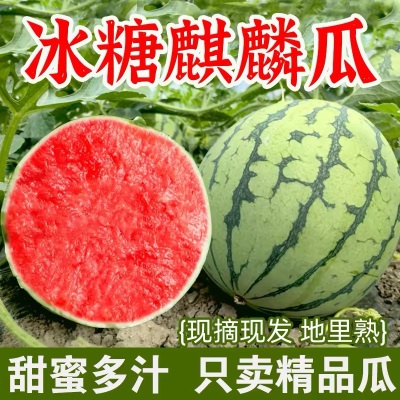 当季新鲜水果麒麟西瓜茬瓜薄皮西瓜现摘现发脆甜瓜包甜包熟代发9