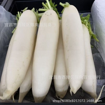 打霜新鲜萝卜白萝卜现挖现发泡菜用萝卜新鲜农家脆甜生吃当季火锅