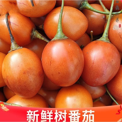 云南保山大树番茄洋酸茄罕见稀有水果当季新鲜水果顺丰包邮