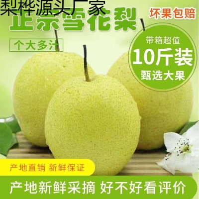 冰糖雪梨雪花梨当季新鲜水果梨子非皇冠梨鸭梨酥梨510斤包邮